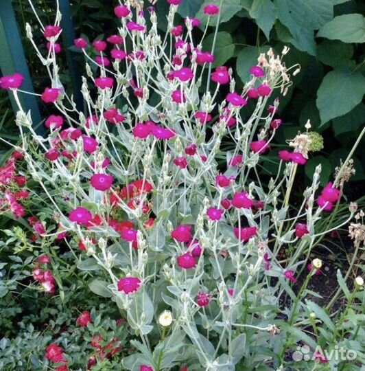 Лихнис корончатый