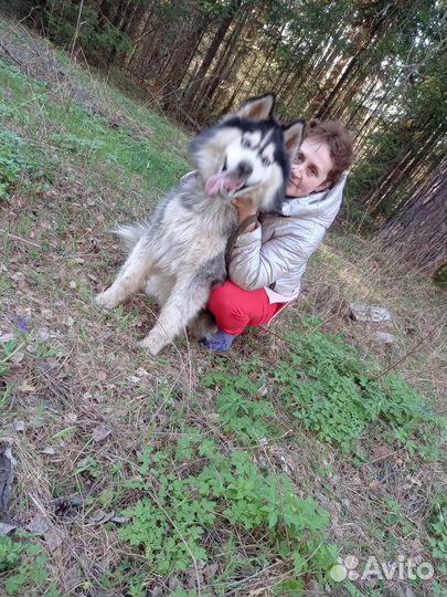 Домашние животные бесплатно собаки