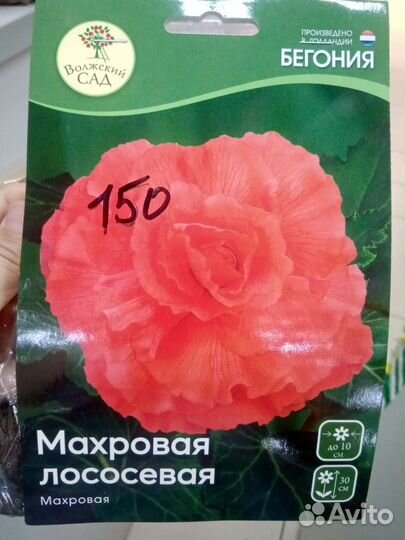 Бегония (клубни)