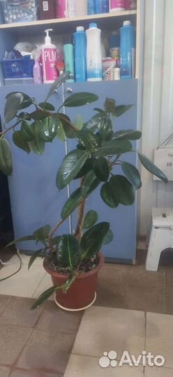 Комнатные цветы