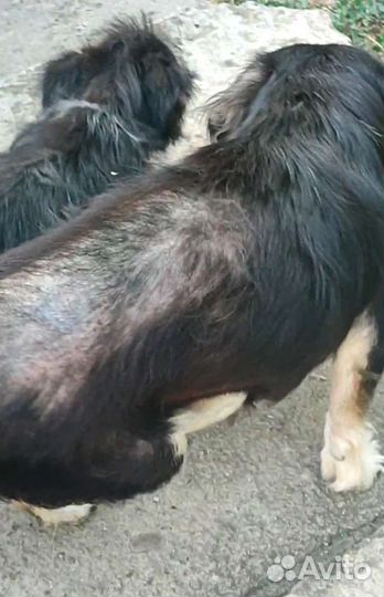 Собаке нужна помощь