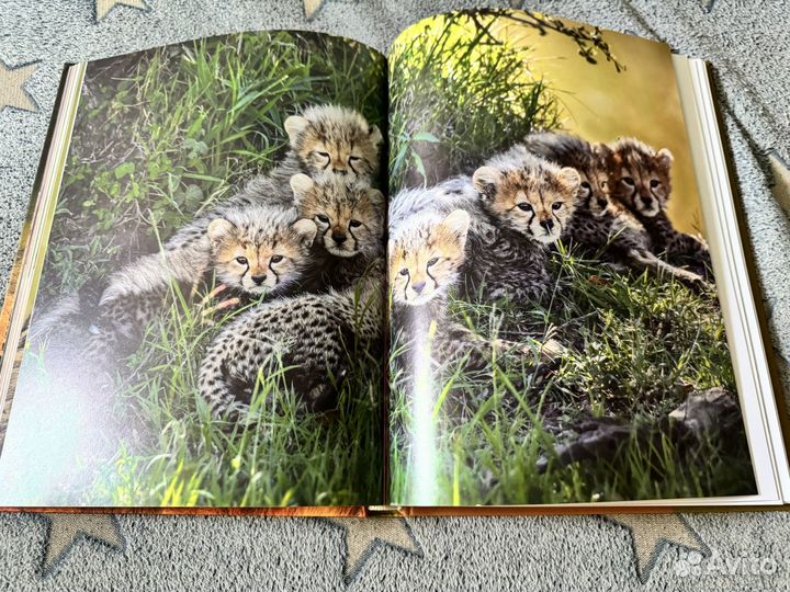 Книга Мир диких животных без мифов