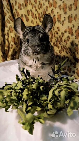 Корм, засушки, веники для грызунов и кроликов