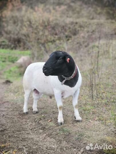 Овцы, ягнята