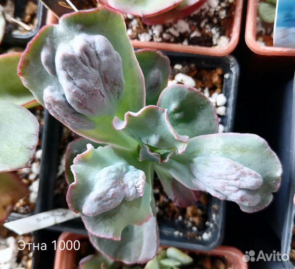 Суккуленты 1