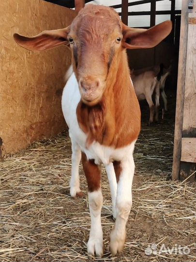 Козы и козлы