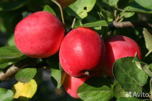 Продаю ранетки саженцы