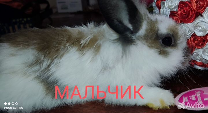Декоративные кролики