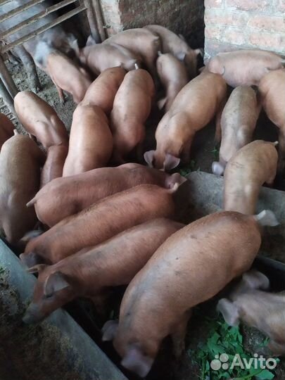 Поросята породы Дюрок