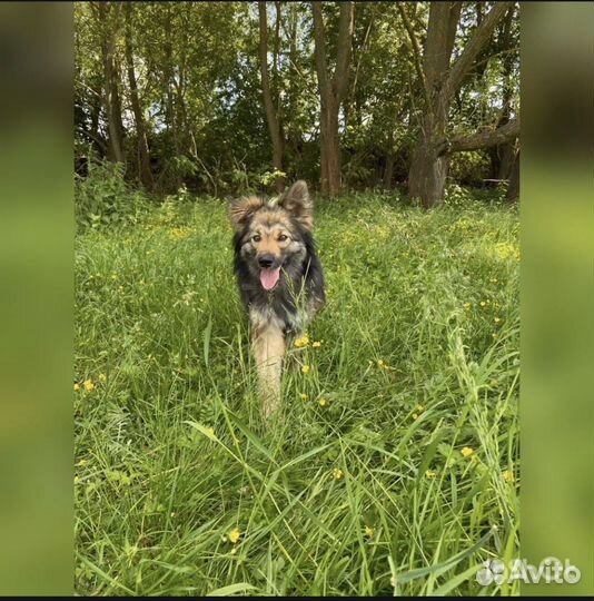 Собака в добрые руки