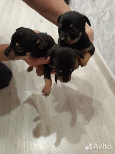 Собаки щенки