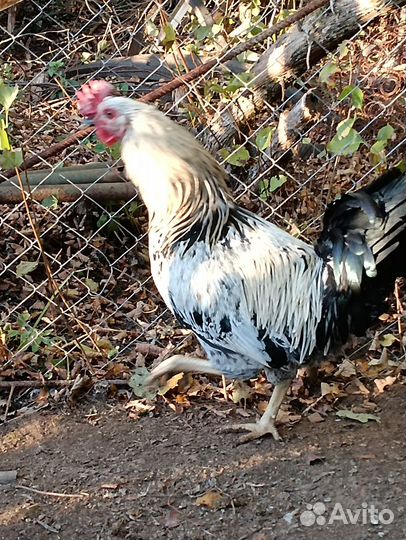 Молодые петухи