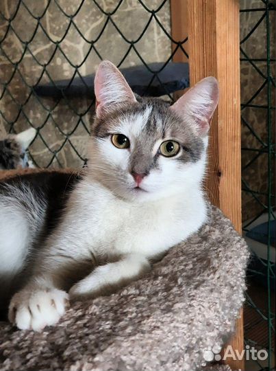 Отдам кошку в добрые руки