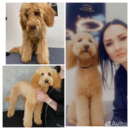 Стрижка собак и кошек Грумер в Люберцах