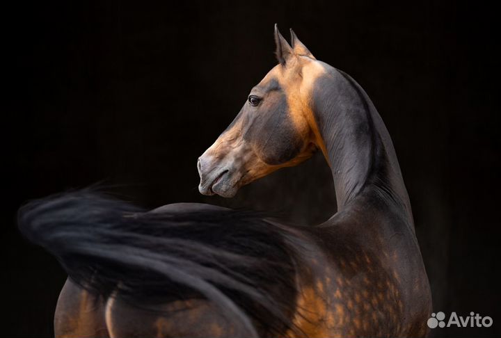 Ахалтекинские лошади