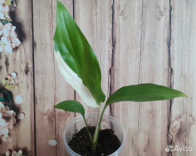 Спатифиллумы разных сортов