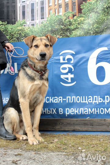 Броша. Собака из приюта в добрые руки