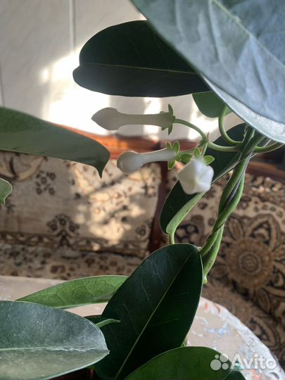 Стефанотис