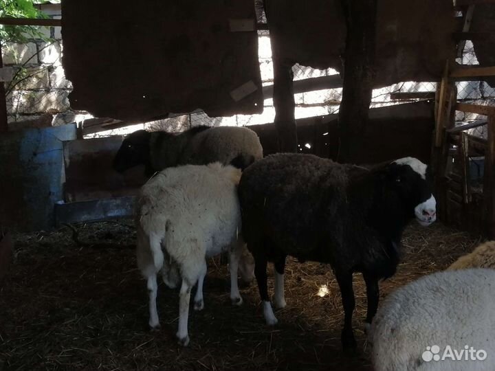 Бараны Дорпер