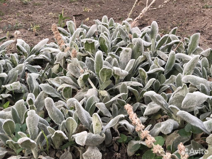 Садовые многолетние цветы