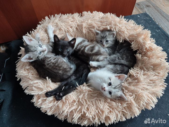 Кошка в дар бесплатно