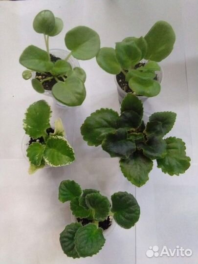 Продам детки и укорененные черенки сотовых фиалок