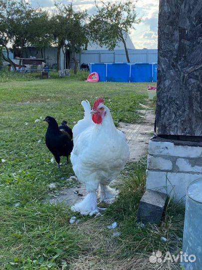 Петухи мелехинские французские