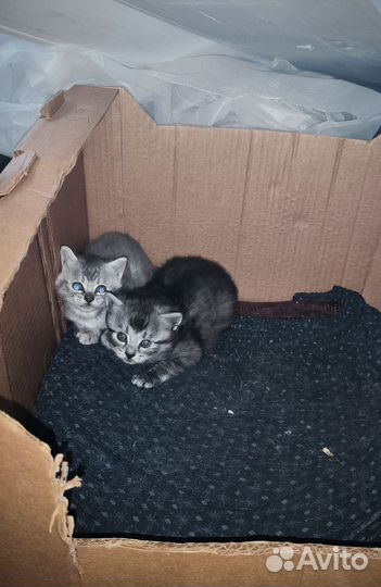 Котята в добрые руки бесплатно