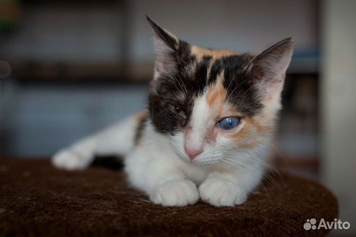 Хотим домой