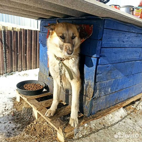 Собака в добрые руки