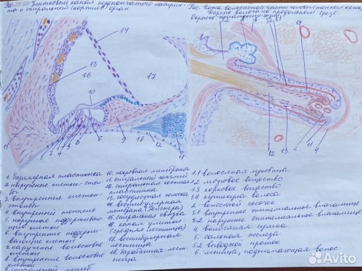 Напишу конспекты, рефераты, контрольные, рисунки
