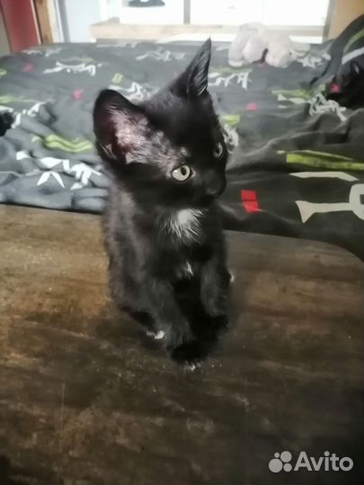 Котята отдам в добрые руки бесплатно