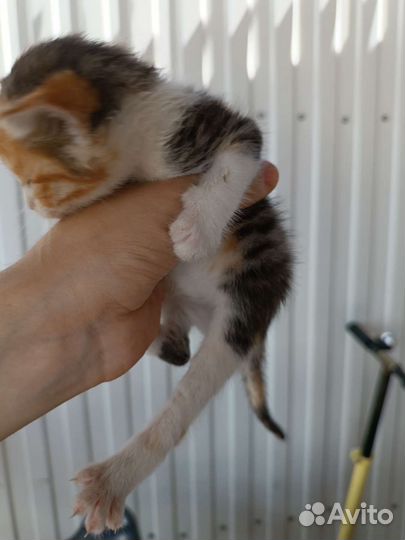 Котятки в добрые руки