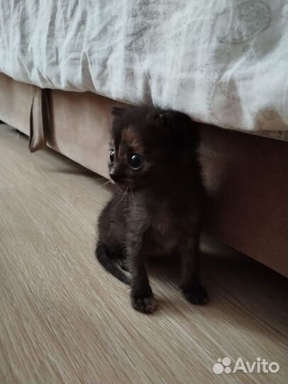 Котята