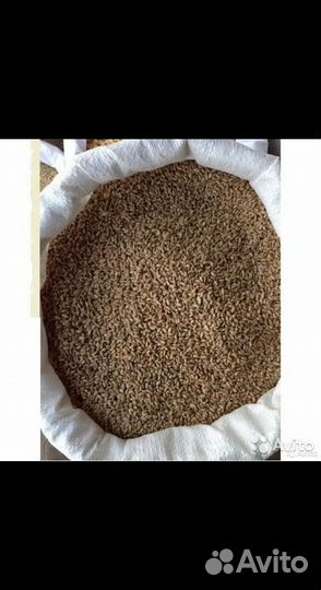 Зерно пшеница ячмень