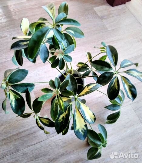 Драцена Песня Индии,драцена Маргината