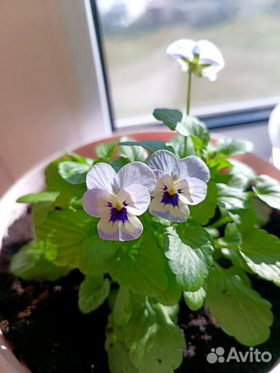 Микрозелень