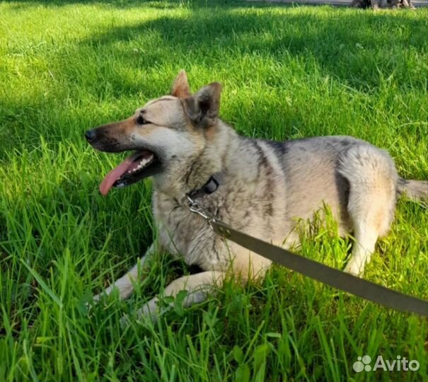 Собака в добрые руки отдам бесплатно
