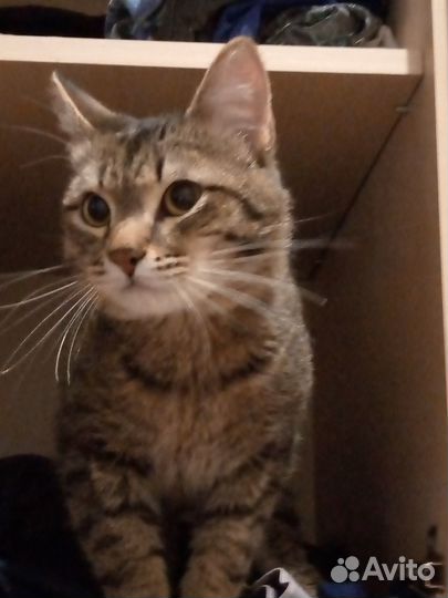 Отдам кота в добрые руки