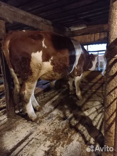 Бык,сементал