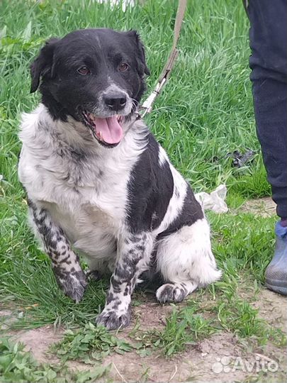 Филя в добрые руки