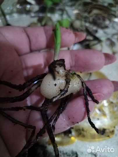 Замиокулькас