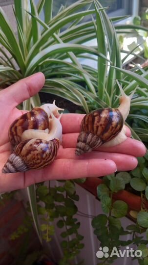 Улитки ахатины