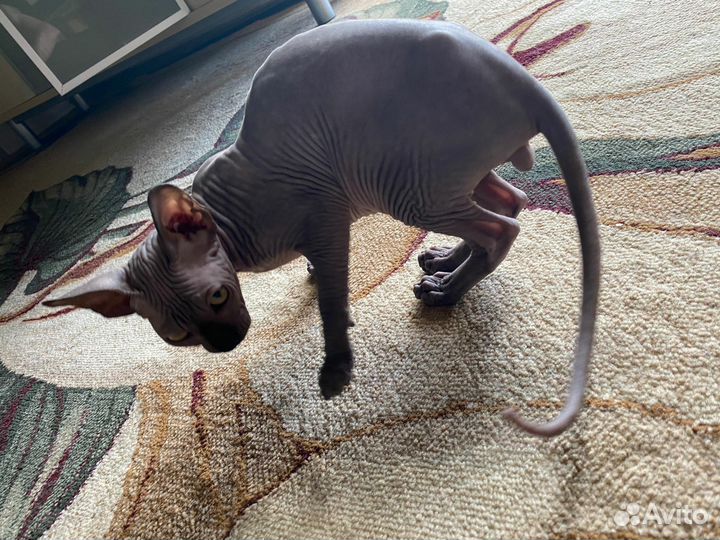 Канадский сфинкс