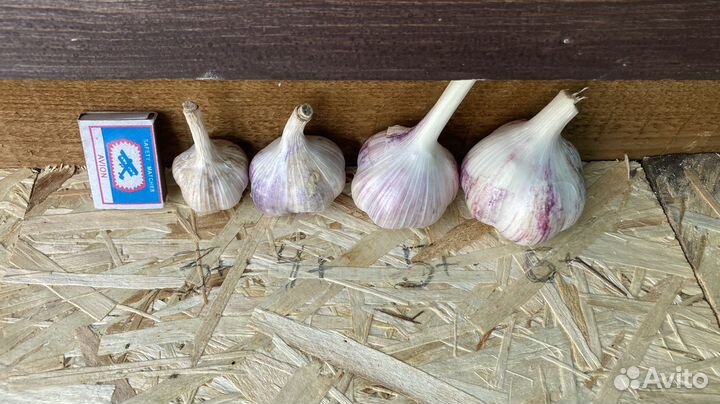 Чеснок