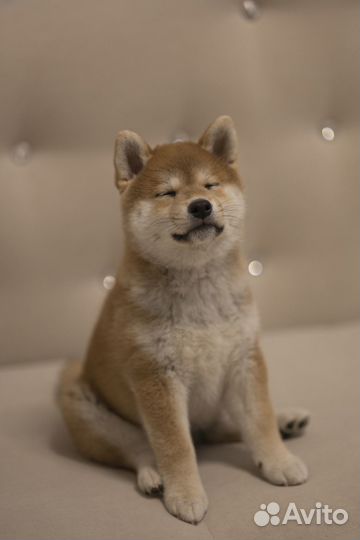 Щенки Сиба ину