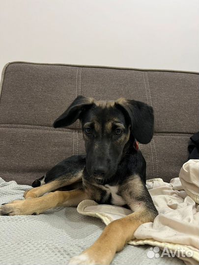 Собака в добрые руки