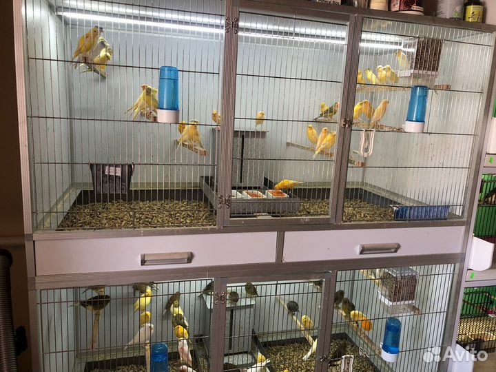 Продам Канареек