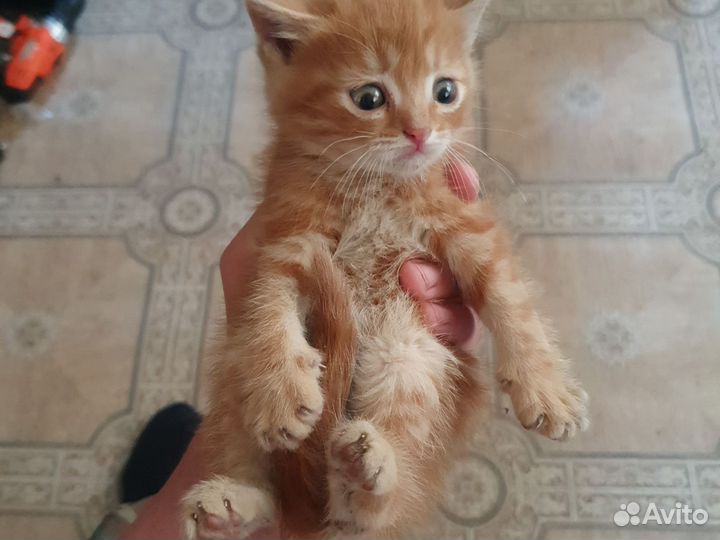 Продаю котёнка