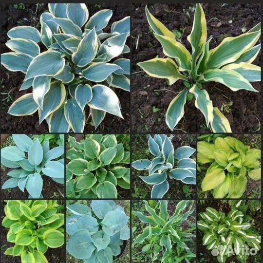 Хосты голубые сорта